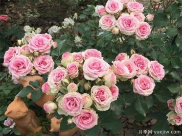 藤本月季的修剪注意細節你知道嗎
