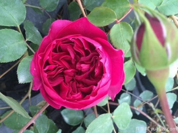 秋日胭脂月季介紹，花色豐富花型多變