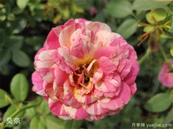 適合新手的月季莫奈，做好4個(gè)細節，長(cháng)勢旺旺