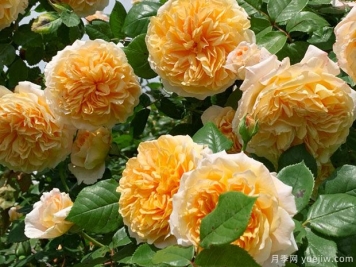 推薦8種藤本月季，抗病性強好養好看愛(ài)開(kāi)花
