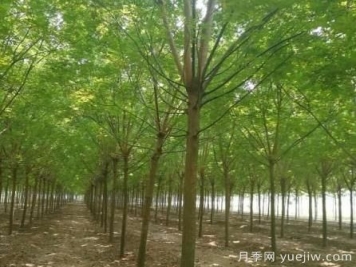 這幾種鄉土喬木銷(xiāo)量增加，價(jià)格上漲