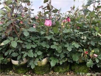 盆栽月季花的養殖辦法