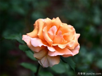 月季花的繁衍方法有哪些？快來(lái)看看吧