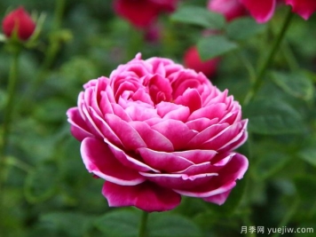 10個(gè)切花月季品種介紹，開(kāi)花美還適合瓶插