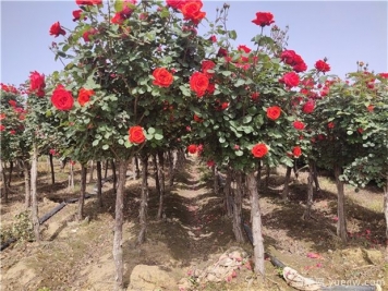 月季花苗怎么修剪？樹(shù)狀月季修剪方法