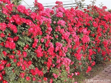 爬藤月季和薔薇哪個(gè)漂亮？區別和價(jià)格