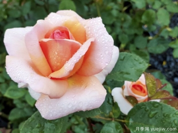 老爺的美人月季的優(yōu)缺點(diǎn)是什么？