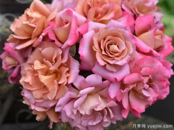 帷幕月季的優(yōu)缺點(diǎn)是什么？