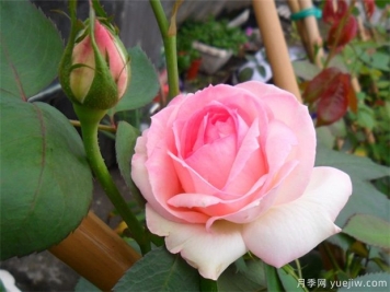 4種月季花量大生長(cháng)快，適合打造藤本花墻拱門(mén)，新手也能養好