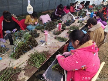 月季花的T形芽嫁接方法是什么？