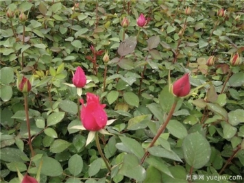 購買(mǎi)月季小苗時(shí)需要注意什么事項？