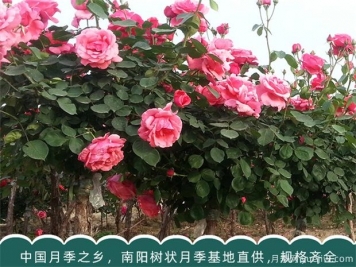 盆栽大花月季修剪時(shí)間及注意事項