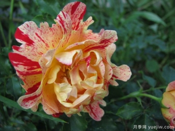 尼梅特月季的優(yōu)缺點(diǎn)是什么？