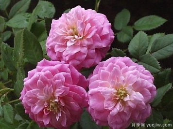 法國糖果光芒月季