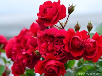 蒂娜VS紅龍VS玫瑰國度的天使，3款紅色藤本月季推薦
