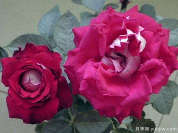 紅葡萄酒月季的優(yōu)缺點(diǎn)是什么？