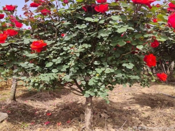 月季花該如何修剪？一定要小心仔細