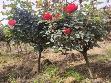 秋天栽樹(shù)成活率高的三個(gè)原因