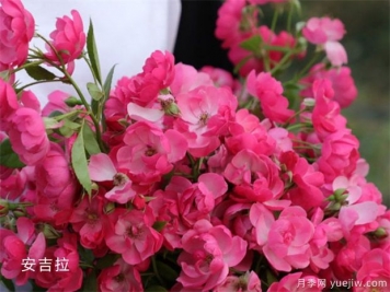 十大爬藤月季品種排名，工程和庭院的必備選擇