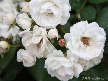 白臥龍月季
