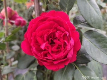 推薦10個(gè)花期最長(cháng)的藤本月季品種