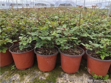 月季苗多久可以移栽施肥和開(kāi)花？