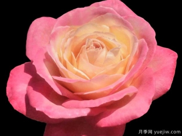 弗朗西絲路易莎月季的優(yōu)缺點(diǎn)是什么？