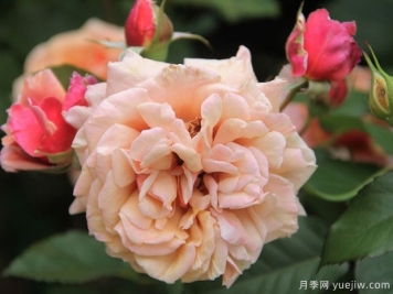 湯姆布朗月季的優(yōu)缺點(diǎn)是什么？