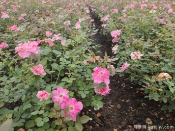 夏天綠化月季開(kāi)花怎么樣