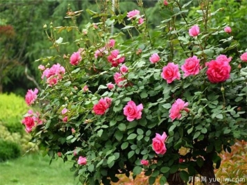 9月月季管理，月季夏末修剪爆秋花