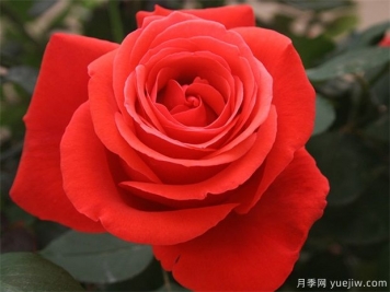 緋扇月季和粉扇月季花有哪些共同特性？
