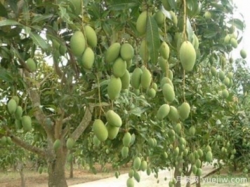 芒果苗多少錢(qián)一株？種一畝小苗成本多少錢(qián)？