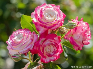 月季黑星病的病癥是怎樣的？如何進(jìn)行防治？