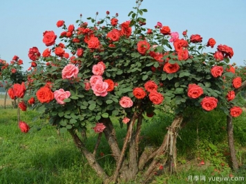 苗木術(shù)語(yǔ)暗語(yǔ)截桿、幾年冒、全冠的意思