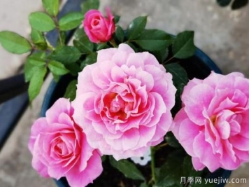 牡丹花，養護小知識