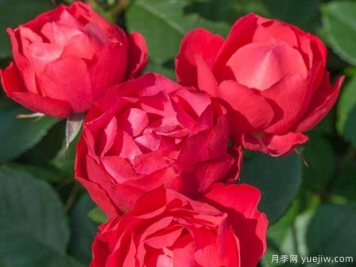 推薦4款適合室內養的月季，勤花易打理