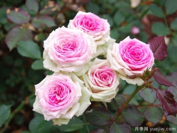 推薦8個(gè)花期超長(cháng)的月季，適合陽(yáng)臺種植長(cháng)期賞花