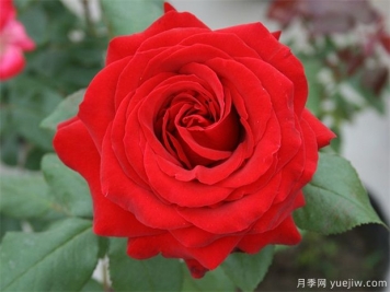 推薦10個(gè)絲絨月季，花大色艷華麗