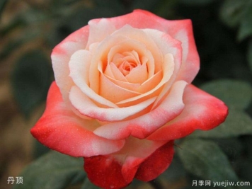 玫瑰月季薔薇傻傻分不清，只要3個(gè)方法一眼就認出來(lái)