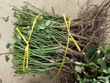 艾草、月季…南陽(yáng)市臥龍區特色農產(chǎn)品備戰雙十一