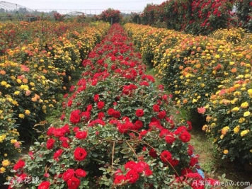 灌木球，月季花球，為景觀(guān)設計畫(huà)龍點(diǎn)睛