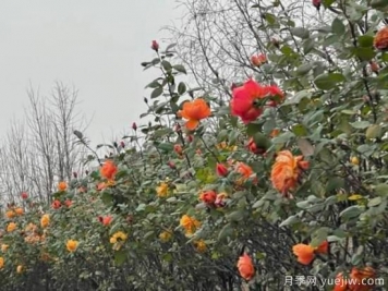 嚴冬月季花盛開(kāi)，杭州高架月季實(shí)現超長(cháng)待機