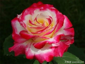 中國月季栽培簡(jiǎn)史