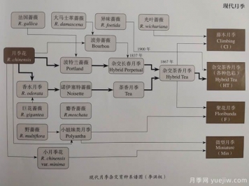 中國月季對世界的貢獻