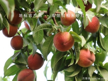 防治果樹(shù)病蟲(chóng)害，選好時(shí)機效果好