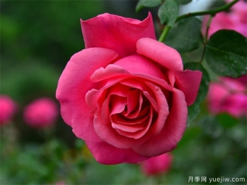 月季簡(jiǎn)介，月季繁育和養護方法，延長(cháng)月季花期的措施