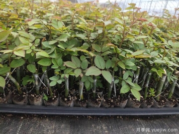 新疆喀什適合月季種植和應用嗎？