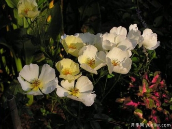 黃色蝴蝶之吻月季的優(yōu)缺點(diǎn)是什么？