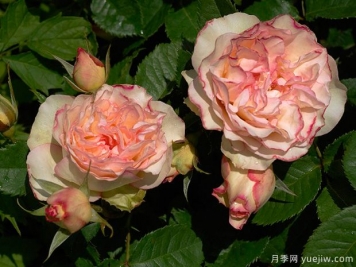 香吻月季的優(yōu)缺點(diǎn)是什么？