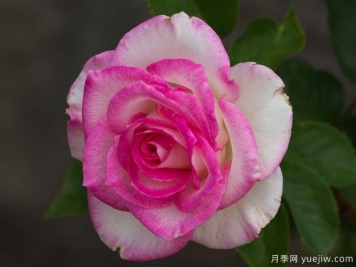 林恩安德森月季的優(yōu)缺點(diǎn)是什么？